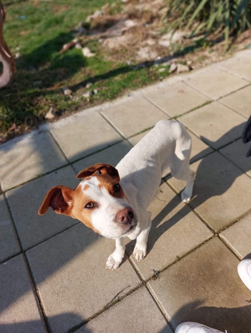 ShelterAmos's tweet photo. Our newest member. Female, 3-4 months old, found in one uninhabited place, very lovely and friendly with everyone.
We call her Alani. 🔥
Would anyone want to adopt her?

#amosshelter #puppy #adoptme https://t.co/u0zKO50q3c