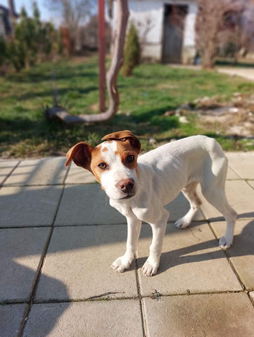 ShelterAmos's tweet photo. Our newest member. Female, 3-4 months old, found in one uninhabited place, very lovely and friendly with everyone.
We call her Alani. 🔥
Would anyone want to adopt her?

#amosshelter #puppy #adoptme https://t.co/u0zKO50q3c
