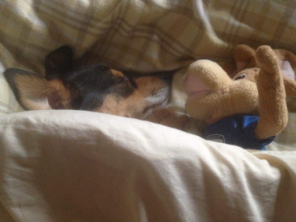When even your dog loves <a href="/ChesterfieldFC/">Chesterfield FC</a> <a href="/ChesterCFCMouse/">Chester the Field Mouse</a> 🥰 #spireites