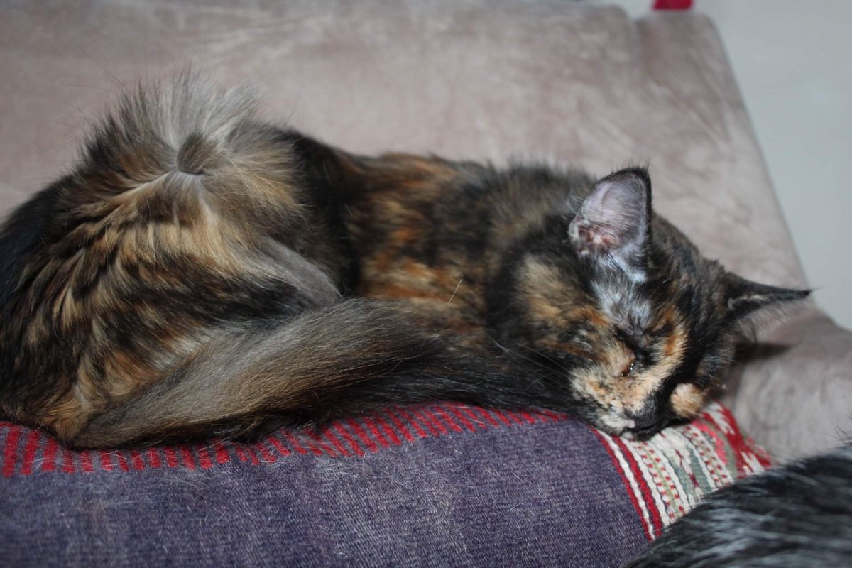 ShelterAmos's tweet photo. This completely blind beauty is struggling to find a home. 😥
Danke is a very lovely cat and gets on great with everything like any other cat. But unfortunately, everyone is overlooking her because of her condition.
Do you think this gorgeous girl can find a nice home one day? https://t.co/Wiv3n51Ole