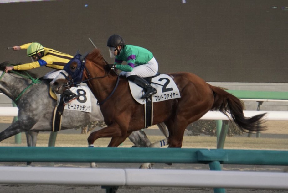 (´・ω・｀)プントファイヤーくんレイクヴィラファームだしスペシャル血統だし外見も大変好み 