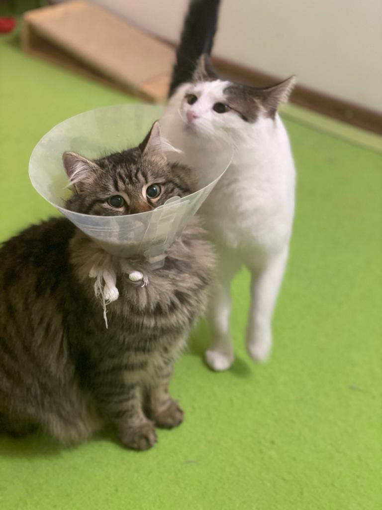 Toprak ve Yağmur birbirine çok bağlı, 1 yıldır ufak bir oradalar biliyorsunuz. Toprak da bu hafta kısırlaştı, ablası onu karşılarken saatlerce yalayıp sarıldı.🧡Lütfen artık yuva bulmamız için paylaşın, ilk etapta ikisi birlikte zor olmasın diye malzemelerine de destek oluruz.