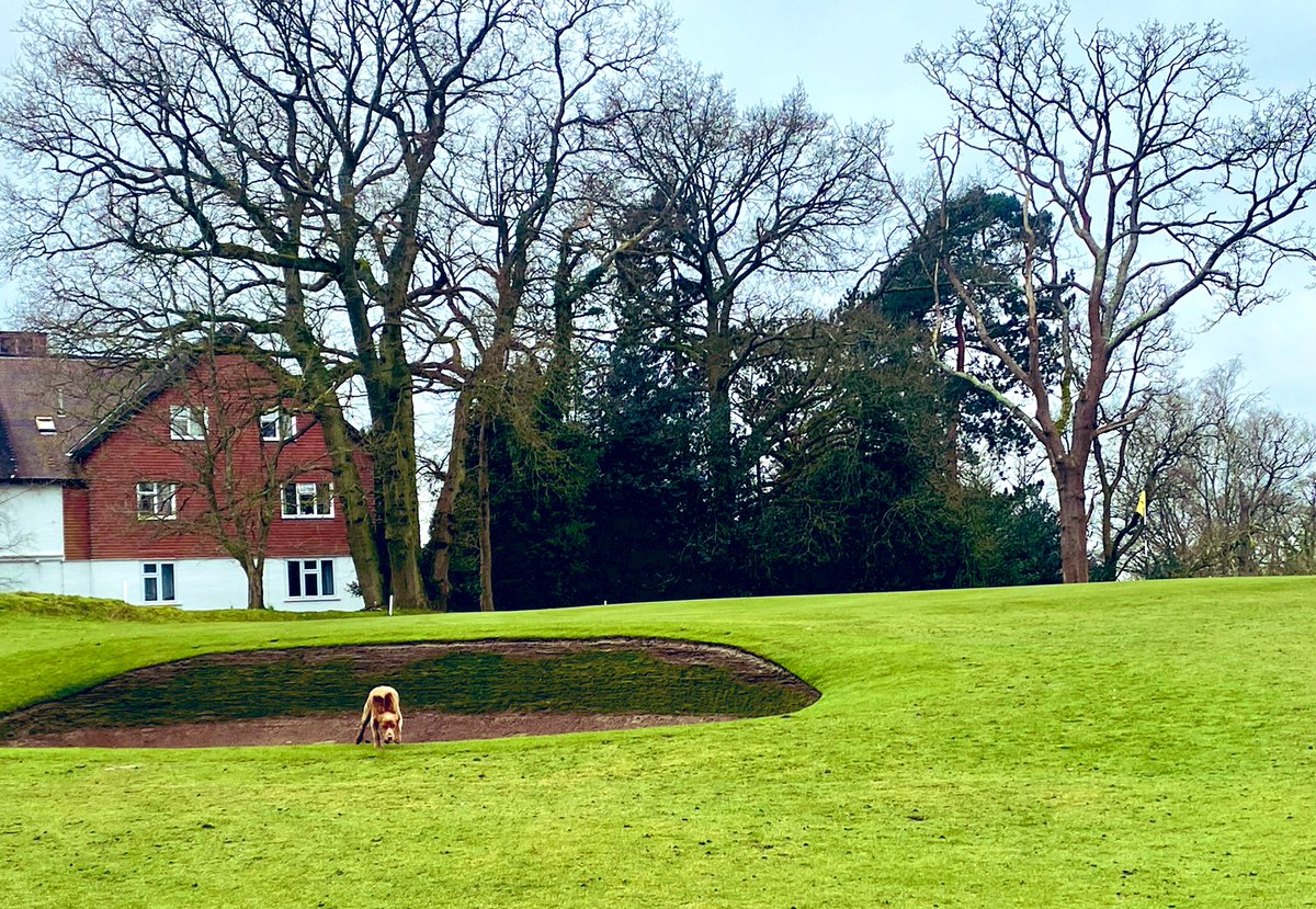 GoughClifford's tweet photo. Bunkers back in play on 7 & 8 for todayβs competition ππ» #ReigateHeath https://t.co/uLyw6booaj