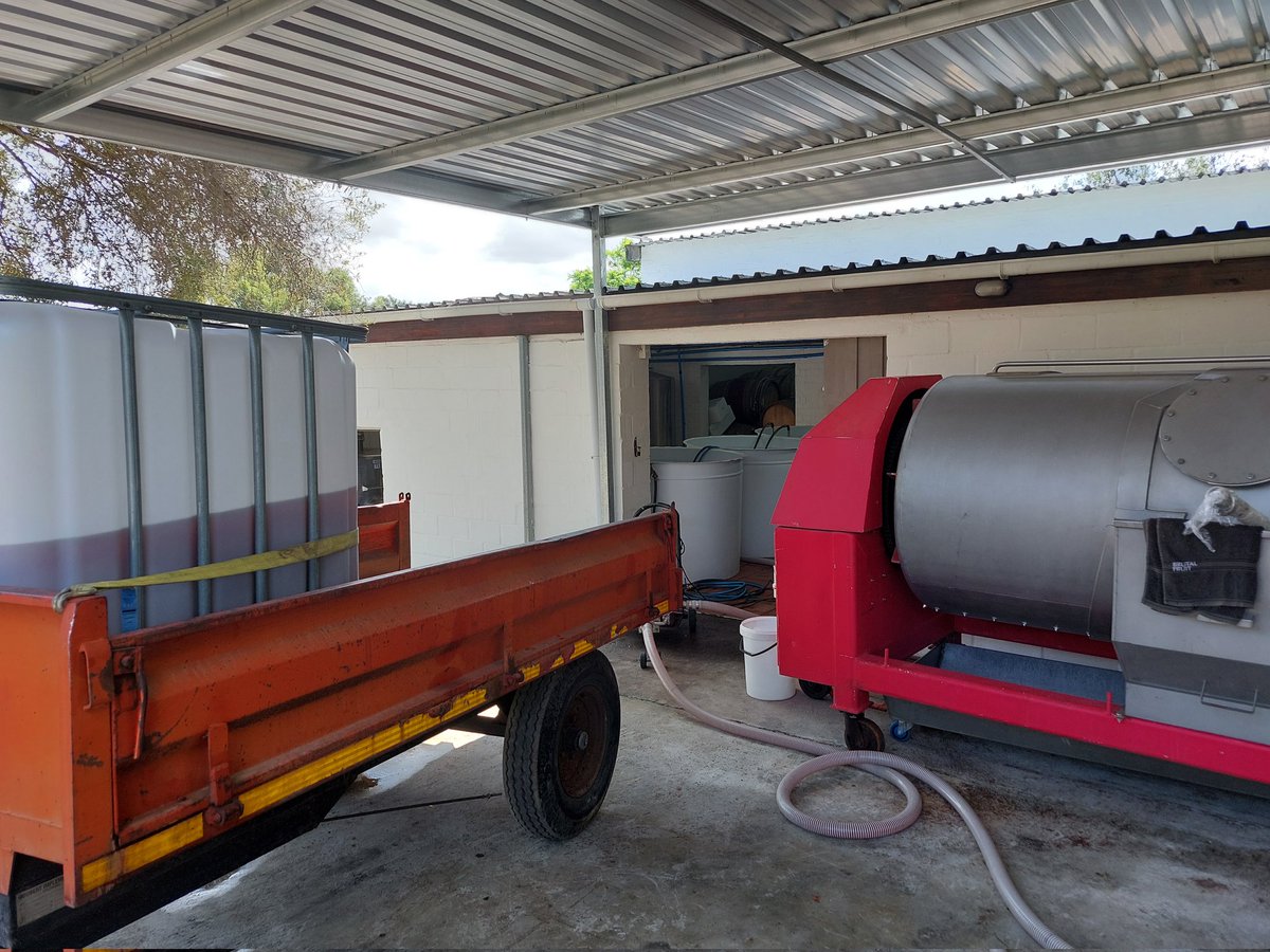 Muscat d'Alexandrie ( also known as Hanepoot), harvested this past Tuesday drying on the racks. This is a challenging, yet fun new project for Deux Frères Wines.
#deuxfrereswines #stellenboschwineroute 
#harvest2022 #Hanepoot