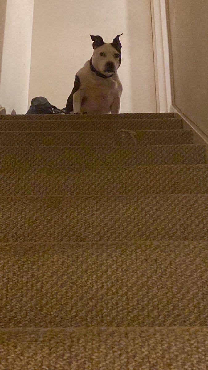 I don’t want to come downstairs yet mum. #dogsoftwitter #dogsofinstagram #staffy #staffordshirebullterrier #brindle