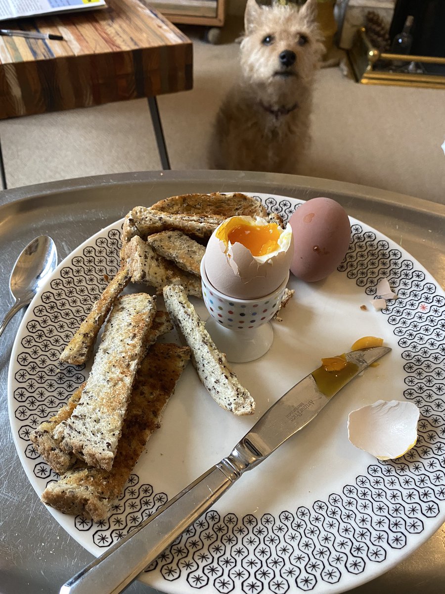 Morning!! Dippy eggs 🥚 under a watchful eye 🐶