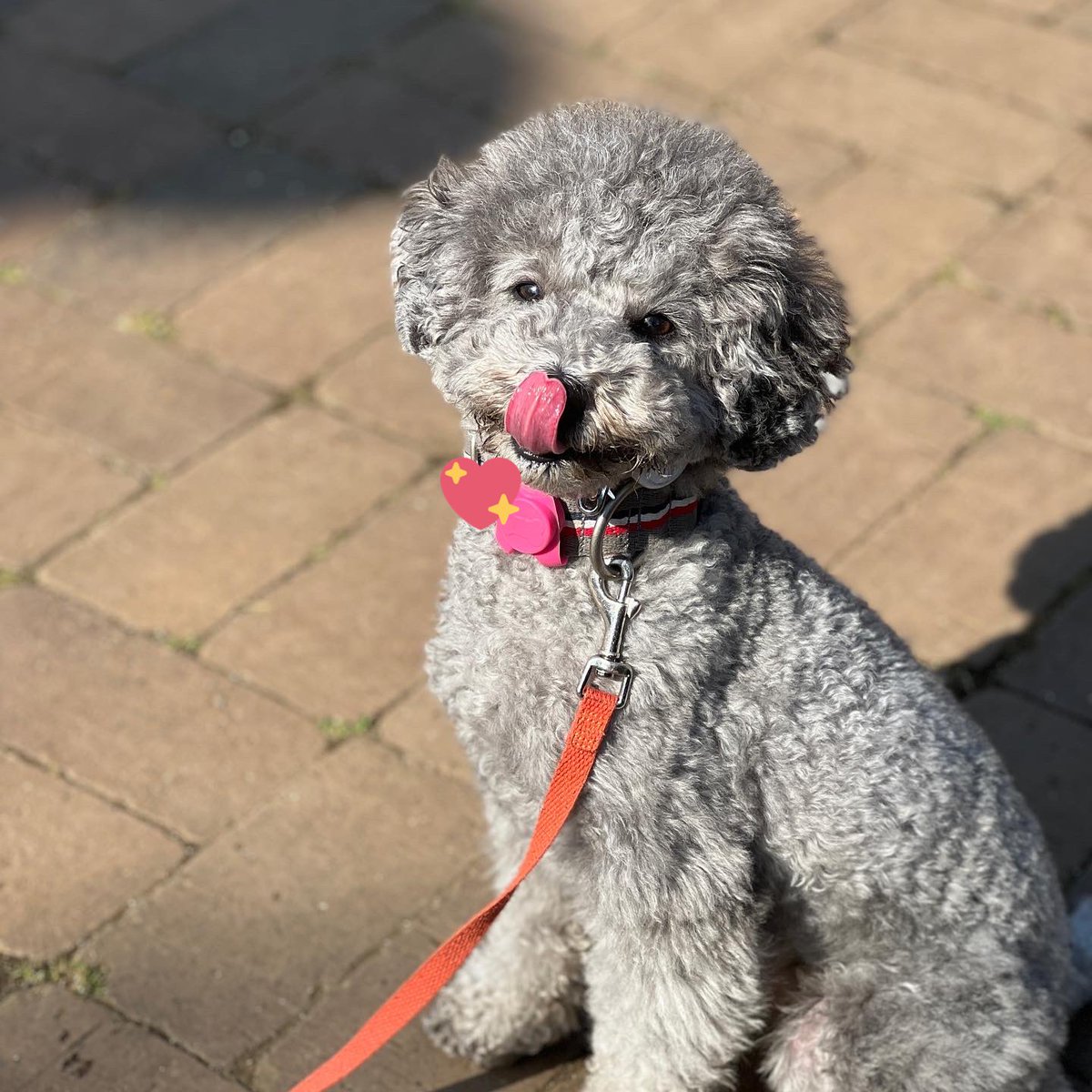 nicoxgray's tweet photo. 今日は思う存分遊んでニッコリ。
#犬のいる暮らし #わんすたぐらむ #犬バカ部 #犬好きさんと繋がりたい #トイプードル #トイプードルシルバー #シルバートイプードル #toypoodles #toypoodlesilver https://t.co/7P2WwvU52D