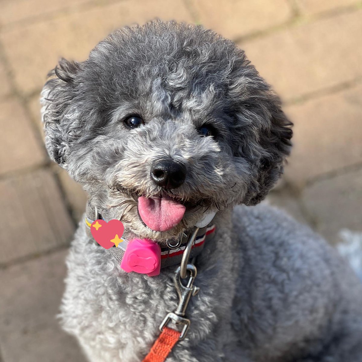 nicoxgray's tweet photo. 今日は思う存分遊んでニッコリ。
#犬のいる暮らし #わんすたぐらむ #犬バカ部 #犬好きさんと繋がりたい #トイプードル #トイプードルシルバー #シルバートイプードル #toypoodles #toypoodlesilver https://t.co/7P2WwvU52D