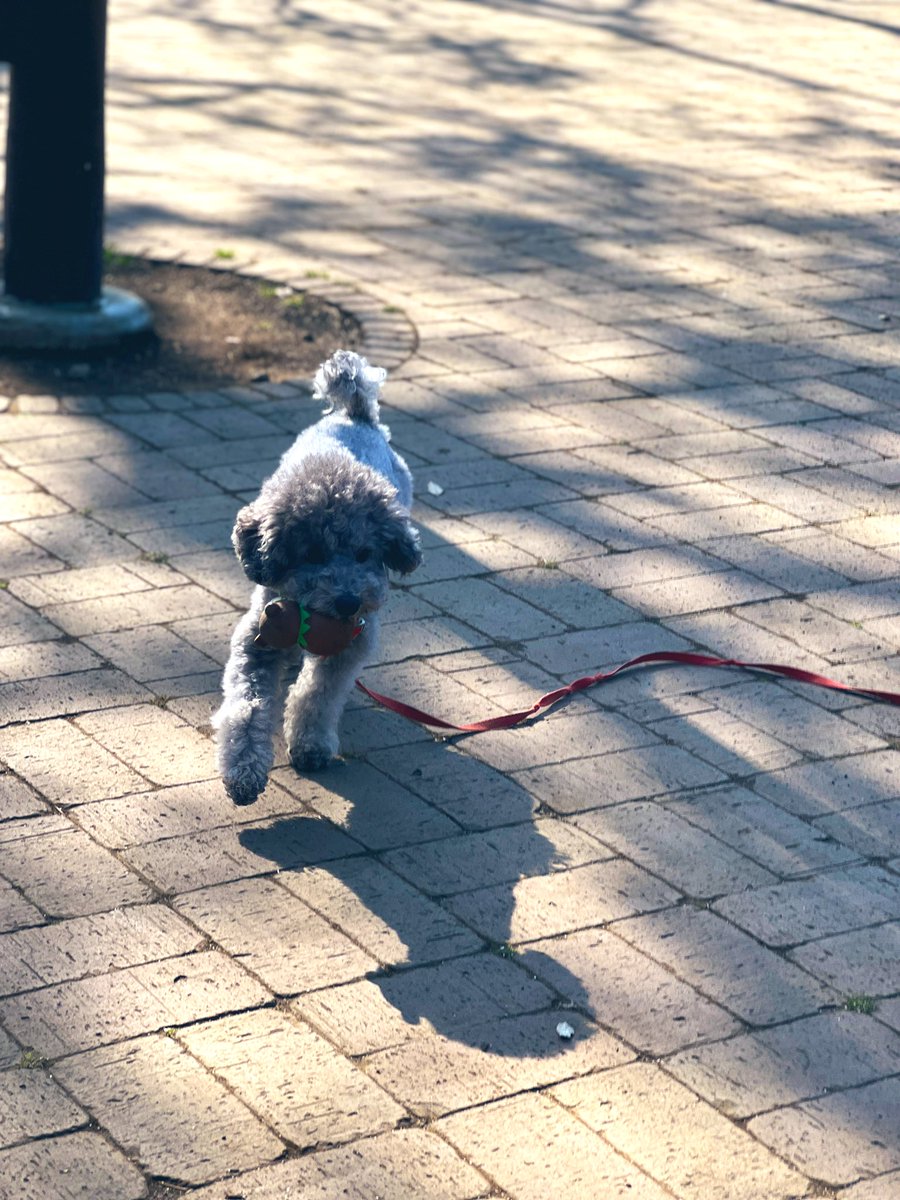 nicoxgray's tweet photo. 今日は思う存分遊んでニッコリ。
#犬のいる暮らし #わんすたぐらむ #犬バカ部 #犬好きさんと繋がりたい #トイプードル #トイプードルシルバー #シルバートイプードル #toypoodles #toypoodlesilver https://t.co/7P2WwvU52D