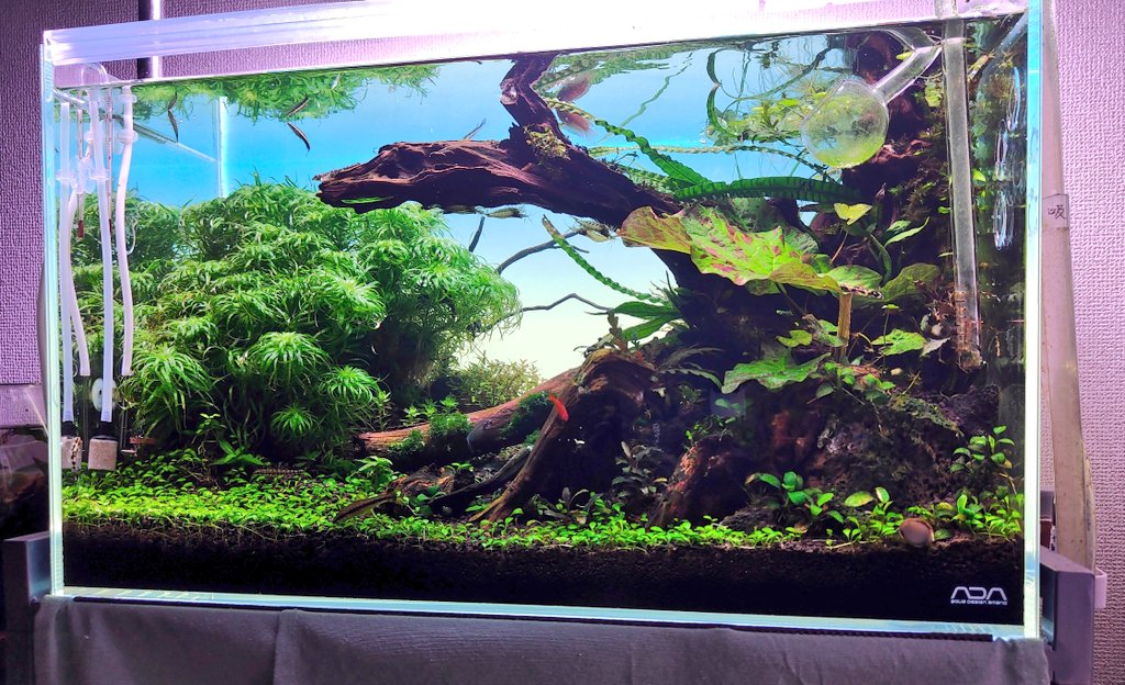 Petsandaquatics Pandaquatics Twitter