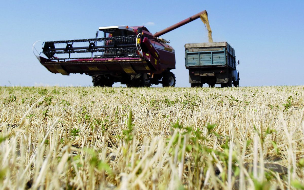 уборка урожая. как выращивают хлеб. картинки как выращивают хлеб. этапы выращивания хлеба. выращивание хлеба.