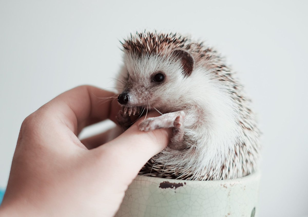DayHedgehogs's tweet photo. https://t.co/HP4O6tBgpx