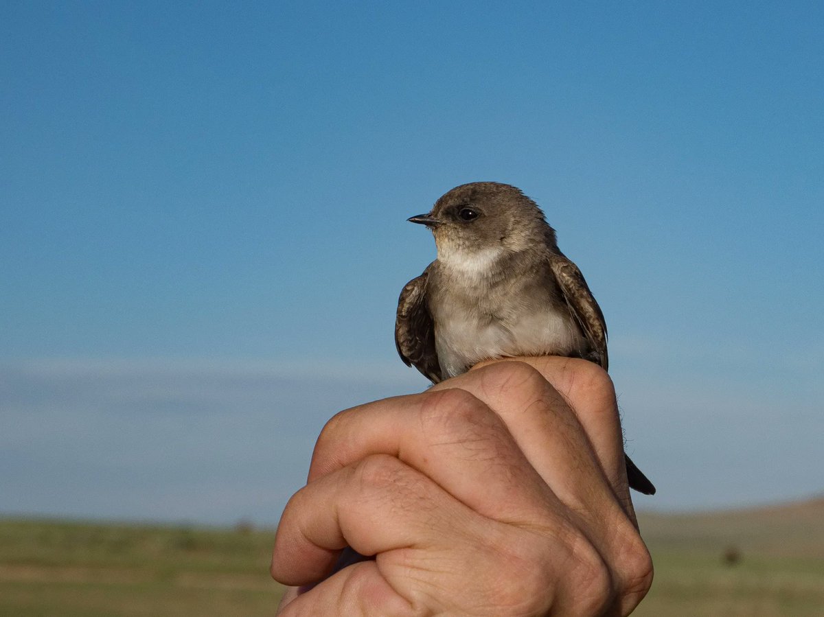 See how genomic data reveal cryptic species and how migration patterns maintain genetic divergence in birds: 
buff.ly/3sHDhgI
#populationstructure #crypticspecies #sandmartin
<a href="/ManuelSchweize1/">Manuel Schweizer</a> <a href="/pandy_yangliu/">Yang Liu</a>
Photo: Manuel Schweizer