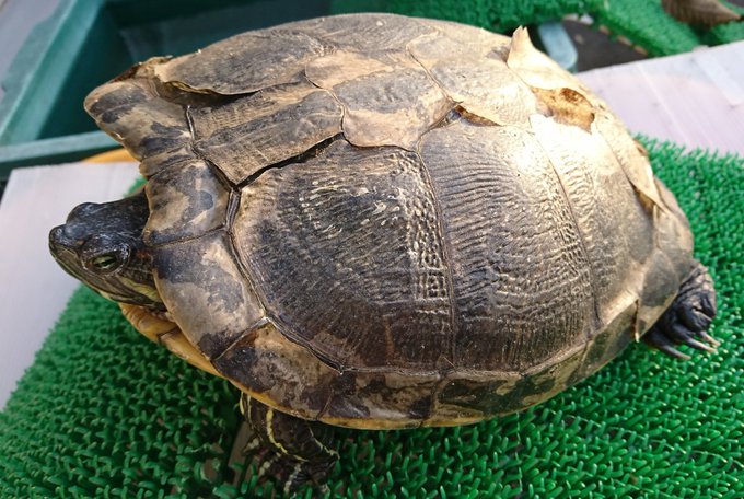 アカミミガメ の評価や評判 感想など みんなの反応を1週間ごとにまとめて紹介 ついラン