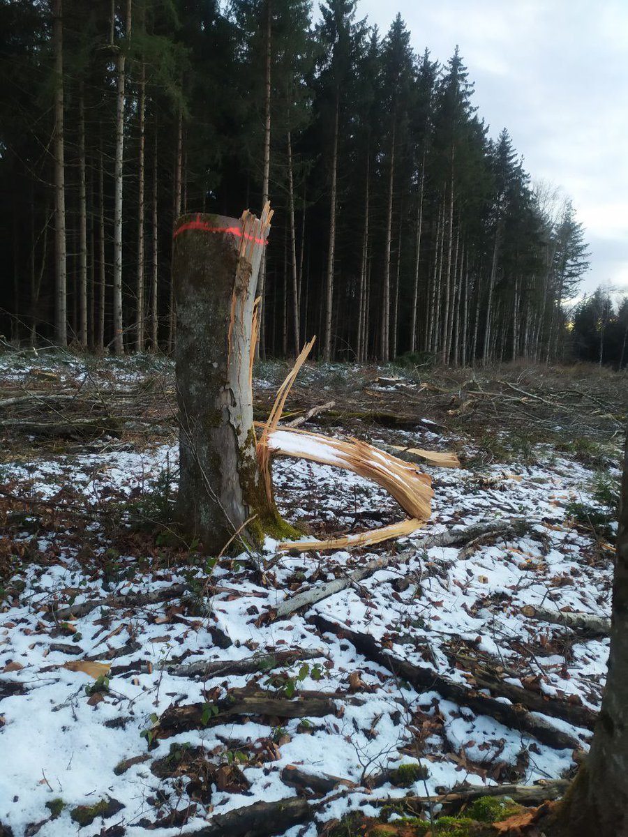 AltdorferWald's tweet photo. Anstatt einer Trauerrede

- alle Waldbesetzer/innen + Support - 
Wir #Menschen nehmen uns ALLES und nutzen es für uns. Das, was da vorher war wird verdrängt und ausgerottet. Bis auf die paar wilden Tiere, die jetzt in der Nähe von Menschen wohnen, gibt es ja fast keine Tiere 1/5 https://t.co/cxsWj6YrP6
