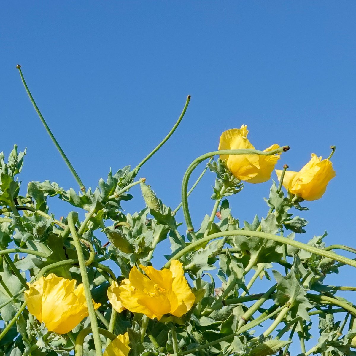 ryeharbour_NR's tweet image. One of our favourite shingle flowers is the Yellow-horned Poppy.
Yellow petals look best against a blue sky. 
It's such a resilient flower growing where there is little soil and although each flower only lasts a day it has a very long flowering season from May to November.