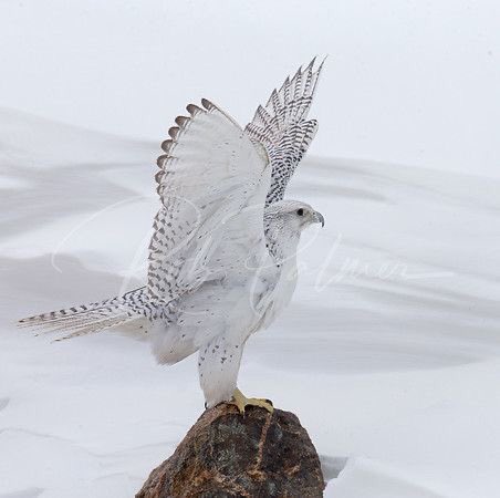 𝓗ello 𝓢aturday!

May your day be happy,
beautiful, bright, fresh,
exciting, positive, and filled with loving
moments!

☀️☕️🧁🌼🤍💫

𝓖𝓸𝓸𝓭 𝓜𝓸𝓻𝓷𝓲𝓷𝓰!

#birds #birding #nature
#birdphotography 
#wildlifephotography