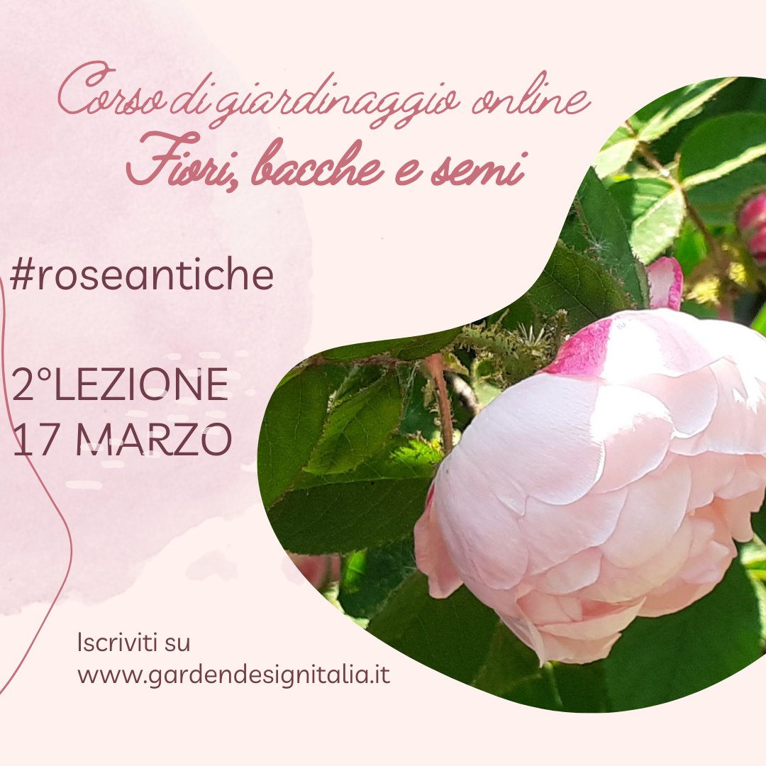 gardendesign_it's tweet photo. Rose antiche, che passione! Guida alla scelta, alla coltivazione e alla potatura https://t.co/kbSEO2JwFv #roses #garden #gardenlife https://t.co/q5gxae7I7d