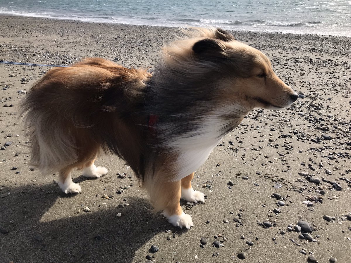 cocotetsu's tweet photo. ちょっと遠出の浜。
色んな物が吹き飛ばされる程の強風に吹かれながら、坊ちゃん🐾はウインドサーファーに夢中😆
坊ちゃん🐾のこの顔で満足度がわかる。
帰って来て坊ちゃん🐾の身体中の砂を落とす苦労なんて…苦労なんて…
なんてことないさッ‼︎
#shelti
#シェルティ https://t.co/sc1vla2tJs