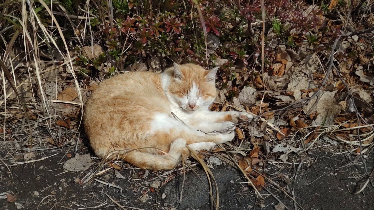 tegusu4's tweet photo. 3回登って、一番手応えがあったやつが計測されてなかった。。。

野良猫かわいい https://t.co/fj3EjaCMFz