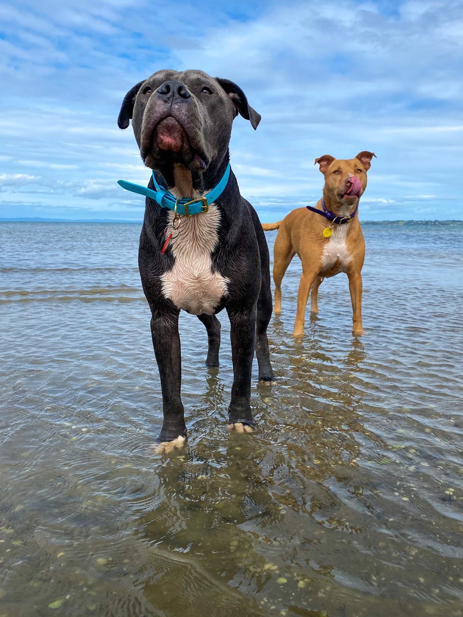 Had to show some love for our fav gal pal on the TL one time Lucy is my MIL’s 6yo rescue 🐾Lowki + Her go together like PB &amp; Jelly. If you have multiple pets let us seeee 🤩 #DogsofTwittter #twitterdogcommunity #rescuedog #doglife