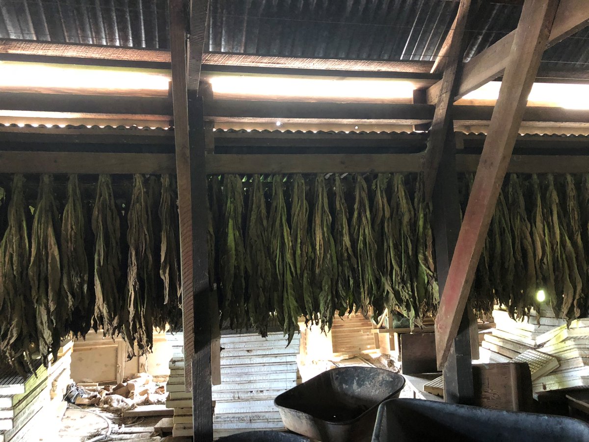 LARiverParishes's tweet photo. Perique is one of the hidden gems in our area! https://t.co/12mHTjsGOz #Perique #LARiverParishes #Outhere https://t.co/hiNpxpy9d9