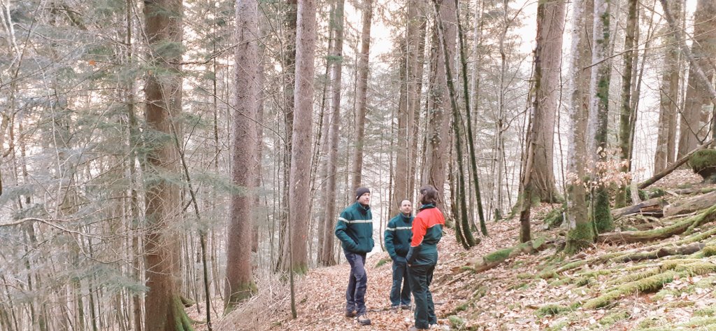 XavierNicot's tweet image. Préparer la mobilisation des bois dans les forêts de montagne : les agents de l&apos;ONF du #Chablais en @Dep_74 analysent le meilleur moyen pour un prélèvement équilibré de la ressource en bois. @CoforAURA #vacheresse
#multifonction #durable #biodiversité
