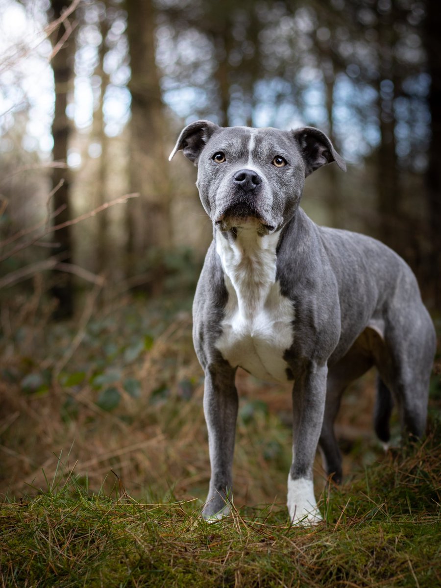 Ooooo she nakey ✨
#dogsoftwitter #dogsofinstagram #twitterdogcommunity #dogphotography