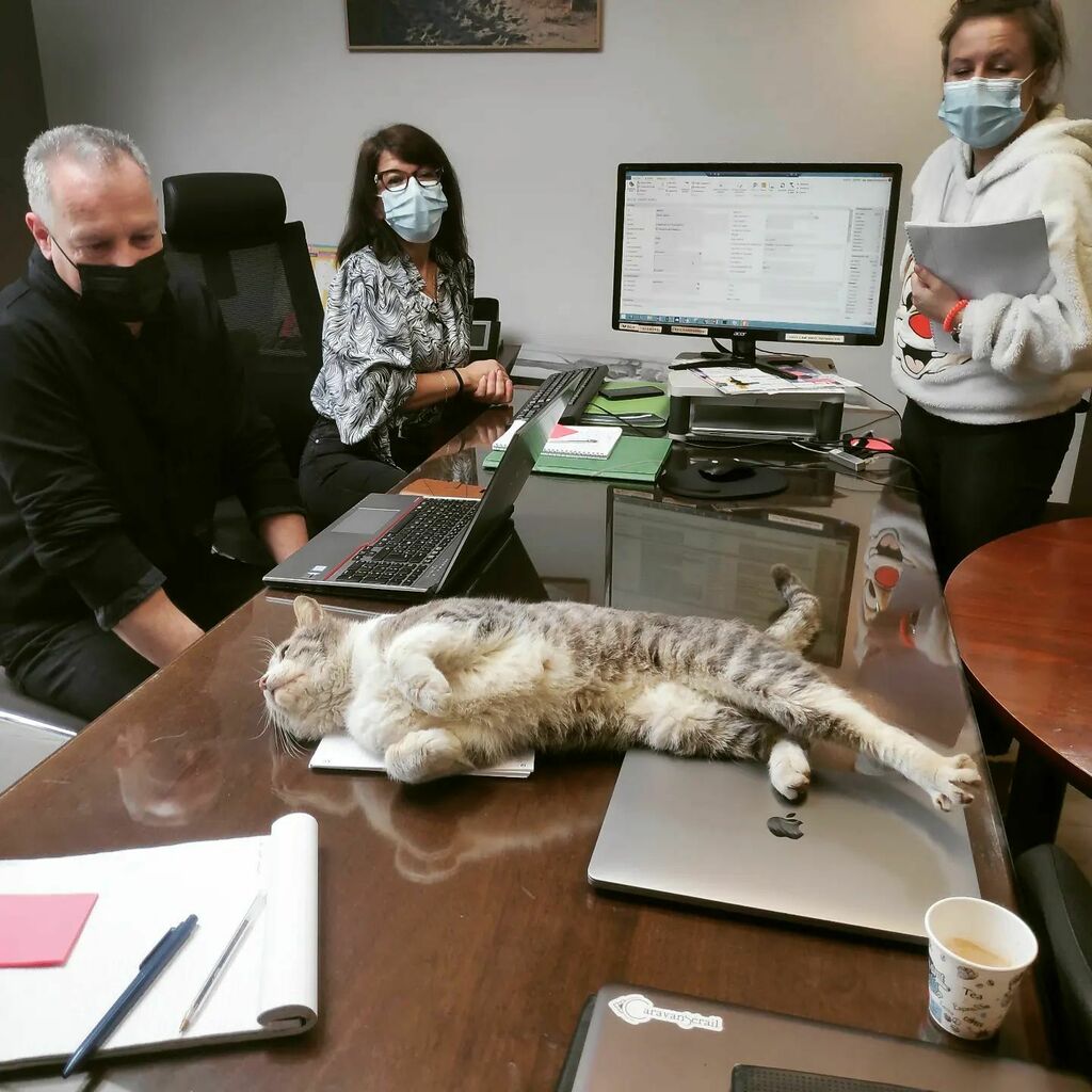 Une réunion au poil chez notre client Dexter 🐾🐈😻 instagr.am/p/CauWQMxg8mQ/