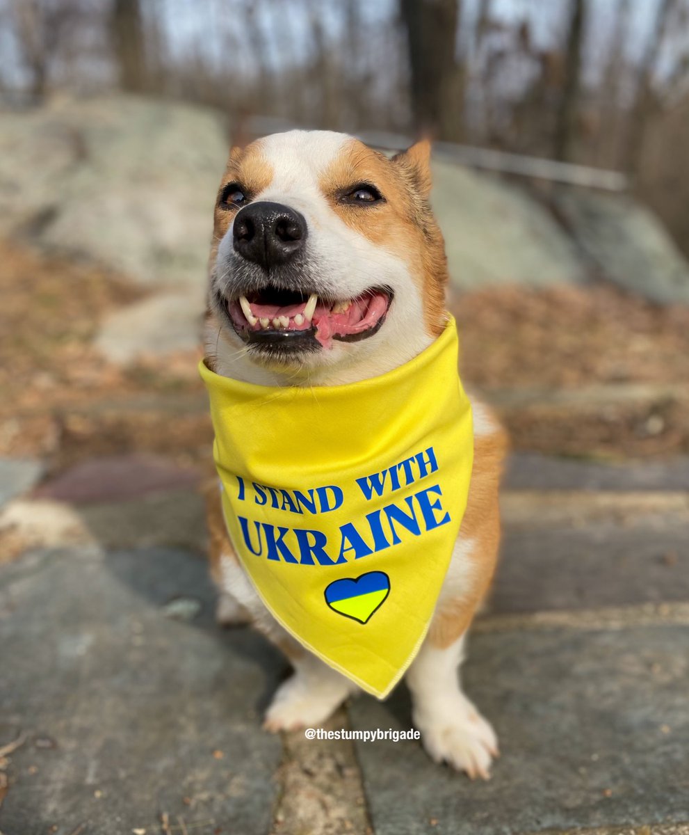 StumpyBrigade's tweet photo. Stand up for whatโs right.
๐๐๐๐๐๐
#StandWithUkraine #EndWar #PoopOnPutin #UkraineRussianWar #dogsoftwitter #RescueDogs #corgi #dogs https://t.co/c8TnWfyOs4