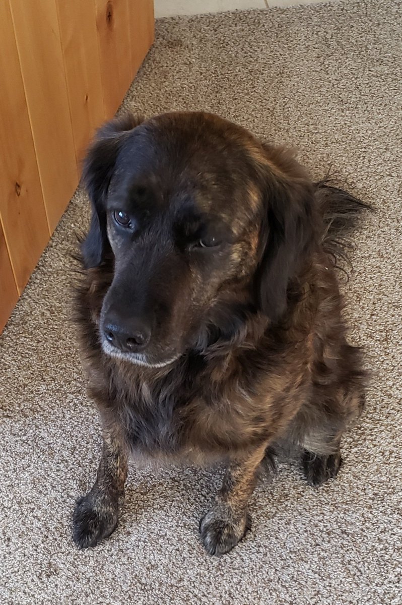 konaby's tweet photo. @AuthorKimberley Mine is a combo of a Golden Retriever and pitbull. Both parents were blonde and all nine pups were brildle. https://t.co/zSvJVeBR5q