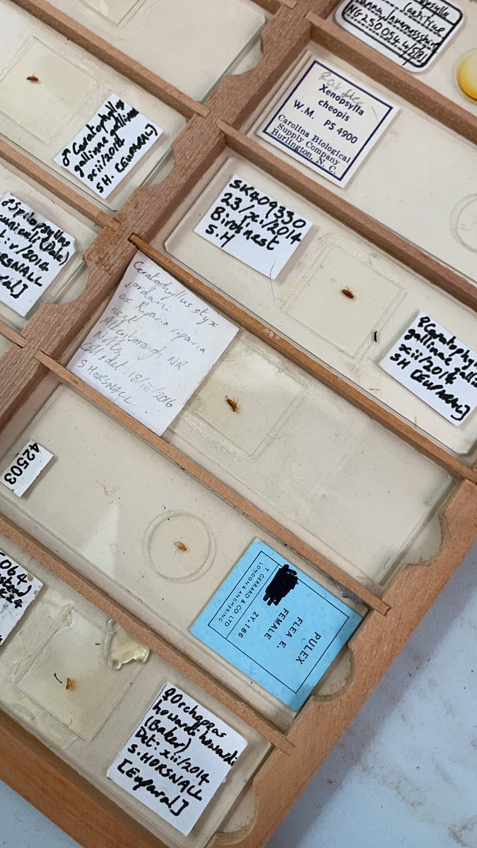 NHM_Fleas tweet media