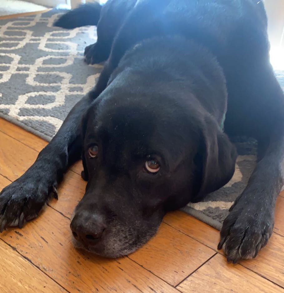 MrsHayesfam's tweet photo. Hey Twitter fam❤️ Plz send some prayers our way!  Heading to vet, Shadow’s not putting any weight on back leg🥲#ourshadow https://t.co/v6VTNWrcX4