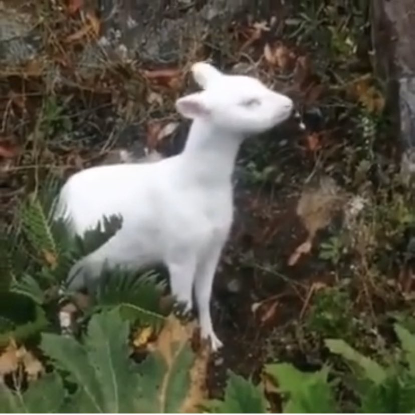 DefendamsChiloe's tweet photo. ¿Seres mágicos del bosque nativo Chilote?
#PudúAlbino en #Chilwe
Bonito FINDE para tod@s
❤️❤️❤️ https://t.co/Z7Bo940REY
