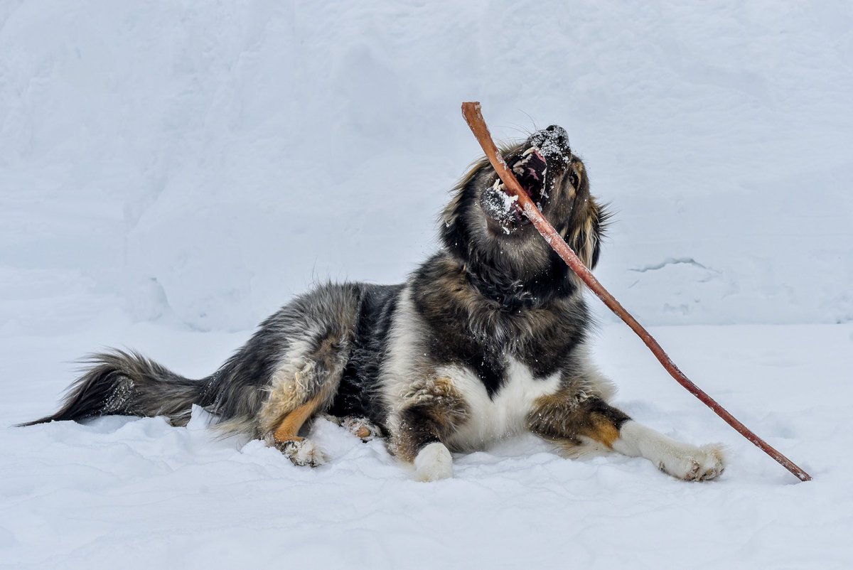 resqbear's tweet photo. Dreams Do Come True!!! 36” Bully Stick from @BullyBunches

#twitterdogcommunity #dogsoftwitter #rescuedog #RescueDogs #SaturdayVibes https://t.co/j1XbHAnXNW