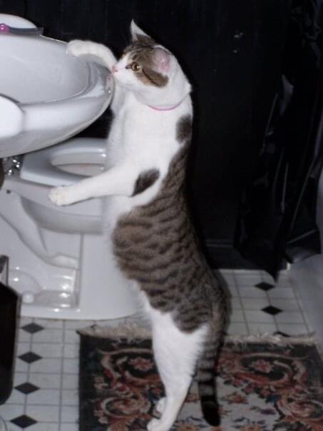 BorisKitty's tweet photo. An all time favorite #BorisKitty photo. https://t.co/6zU4LjIp6m