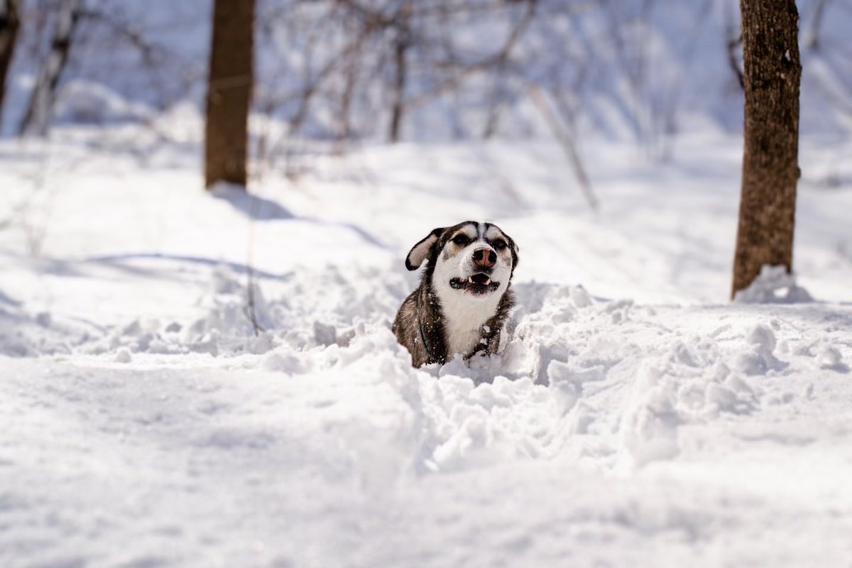 Who wants some snow? I’ll give you some! ⛄️ #snowday #weekendvibes #dogsoftwitter #dogsofinstagram #twitterdogcommunity #twitterdogs #dogsoftwittter #husky