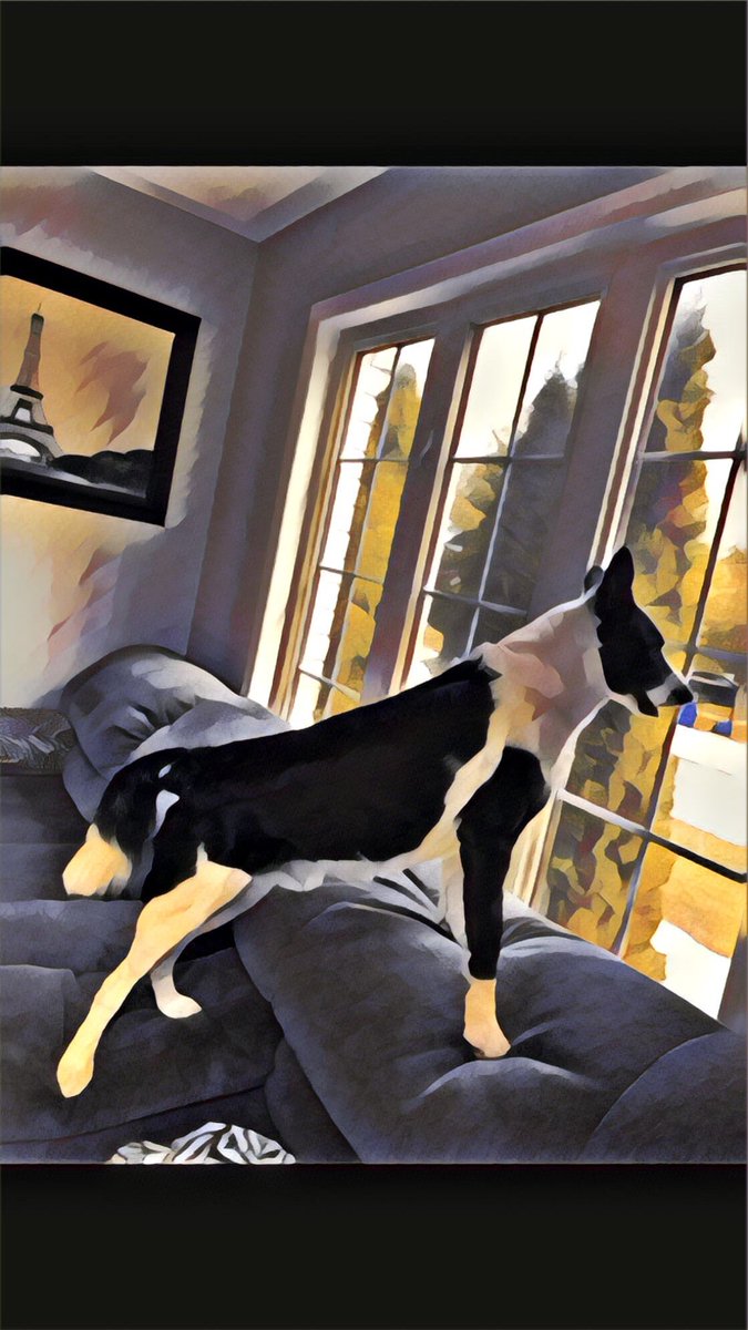 KaiGalang10's tweet photo. Is it Summer yet 🐾🐶🐾 #DogsofMandox #LetsDogGood #PixelDawgzV1 #Mandox #MandoxMilitia #MandoxMilitiaFanClub #MandoxMissions #DogsofMandoxMissions https://t.co/PbkaeSh2Ly