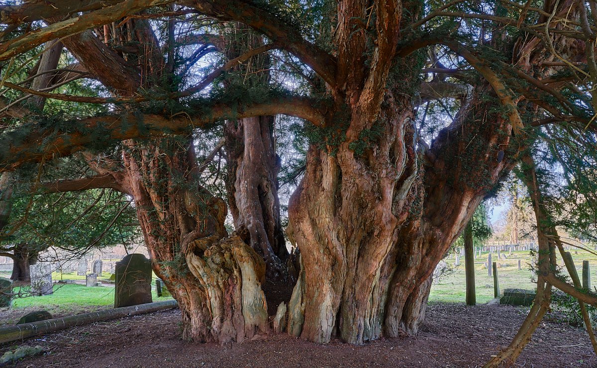 MatthewJThomas_'s tweet photo. This massive ancient #yew at Buxted churchyard in East #Sussex is over 26ft in circumference. Nobody seems to be able to agree how old it is but it was certainly around during the crusades and may well predate the Magna Carta @AncientTreesATF @WoodlandTrust https://t.co/bhBMB2JT7z