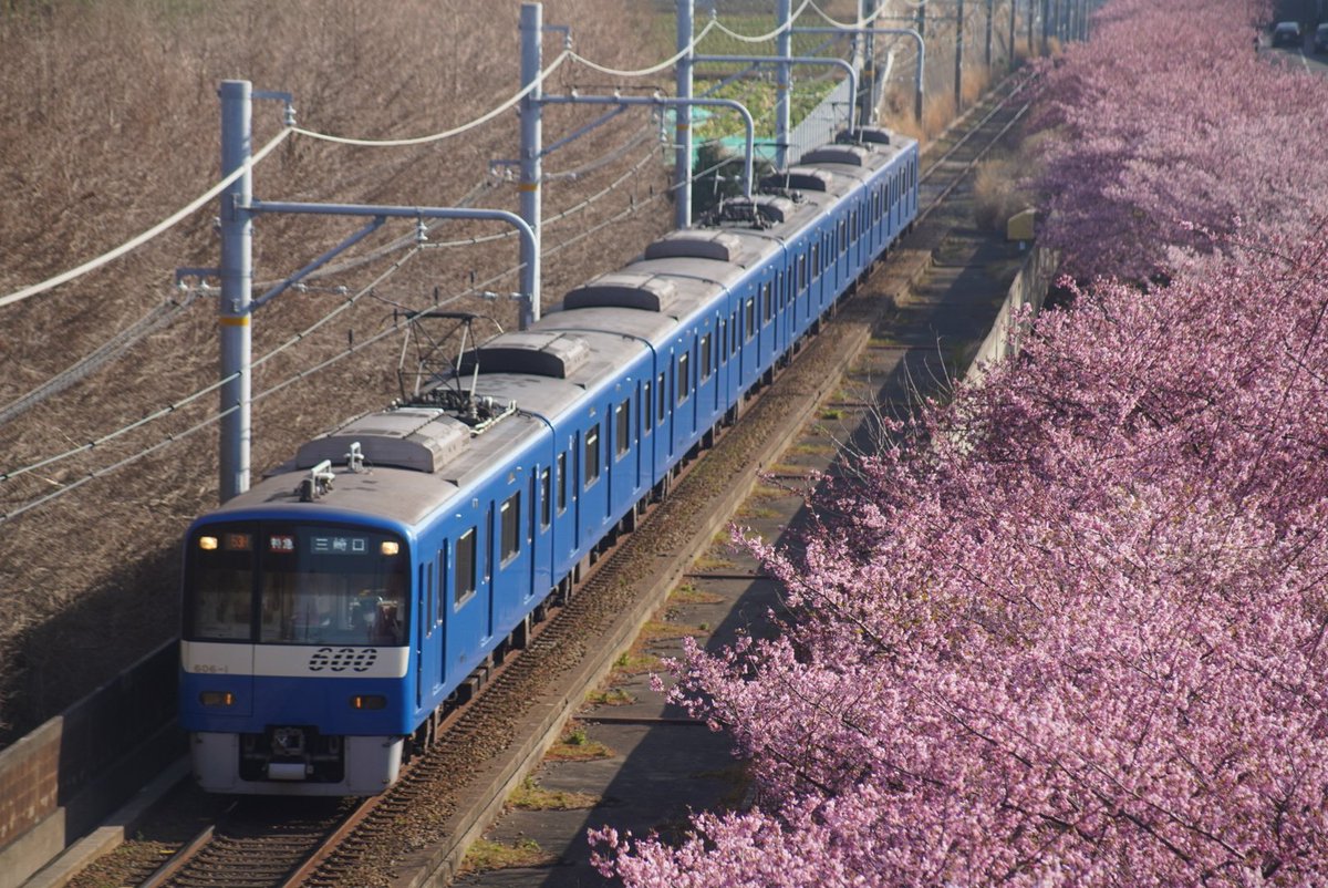 susan_0910's tweet photo. 【京急×河津桜】
三浦に異動してきて、ここは行っておきたいという所で、3色撮影出来ました。ある意味、悔いはないです苦笑。
撮影順序はバラバラですが、信号機にしてみました苦笑。
#京急
#三浦海岸
#河津桜
#満開
#小松ヶ池公園
#ブルースカイトレイン
#イエローハッピートレイン
#606F
#1057F https://t.co/XWSHfMSN6m