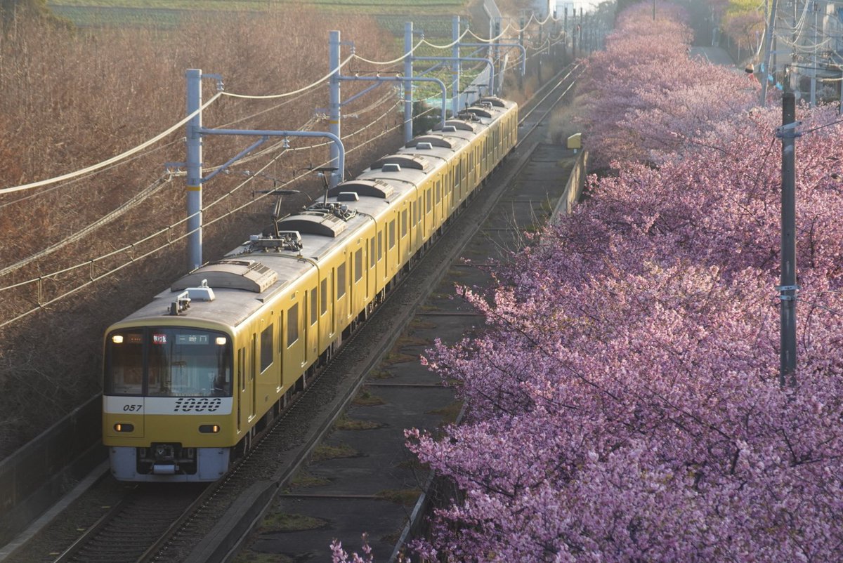 susan_0910's tweet photo. 【京急×河津桜】
三浦に異動してきて、ここは行っておきたいという所で、3色撮影出来ました。ある意味、悔いはないです苦笑。
撮影順序はバラバラですが、信号機にしてみました苦笑。
#京急
#三浦海岸
#河津桜
#満開
#小松ヶ池公園
#ブルースカイトレイン
#イエローハッピートレイン
#606F
#1057F https://t.co/XWSHfMSN6m