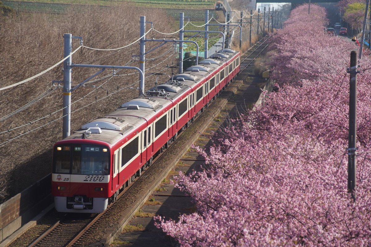 susan_0910's tweet photo. 【京急×河津桜】
三浦に異動してきて、ここは行っておきたいという所で、3色撮影出来ました。ある意味、悔いはないです苦笑。
撮影順序はバラバラですが、信号機にしてみました苦笑。
#京急
#三浦海岸
#河津桜
#満開
#小松ヶ池公園
#ブルースカイトレイン
#イエローハッピートレイン
#606F
#1057F https://t.co/XWSHfMSN6m
