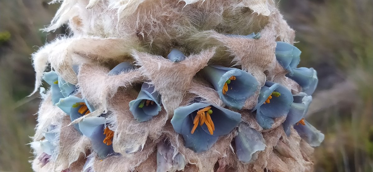 Es mágia total lo que encuentras en el Páramo, en nuestra amada Colombia:¡Aquí no'masito"