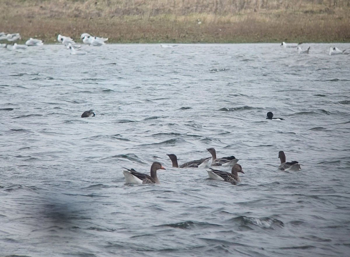 DJLbirding's tweet photo. Tough drizzly conditions for birding in South Lincs so far today, but the American Wigeon at RSPB Frampton and a redhead Smew in the Langtoft area are my highlights. #rbnLIN https://t.co/t2rIQ7MWc9