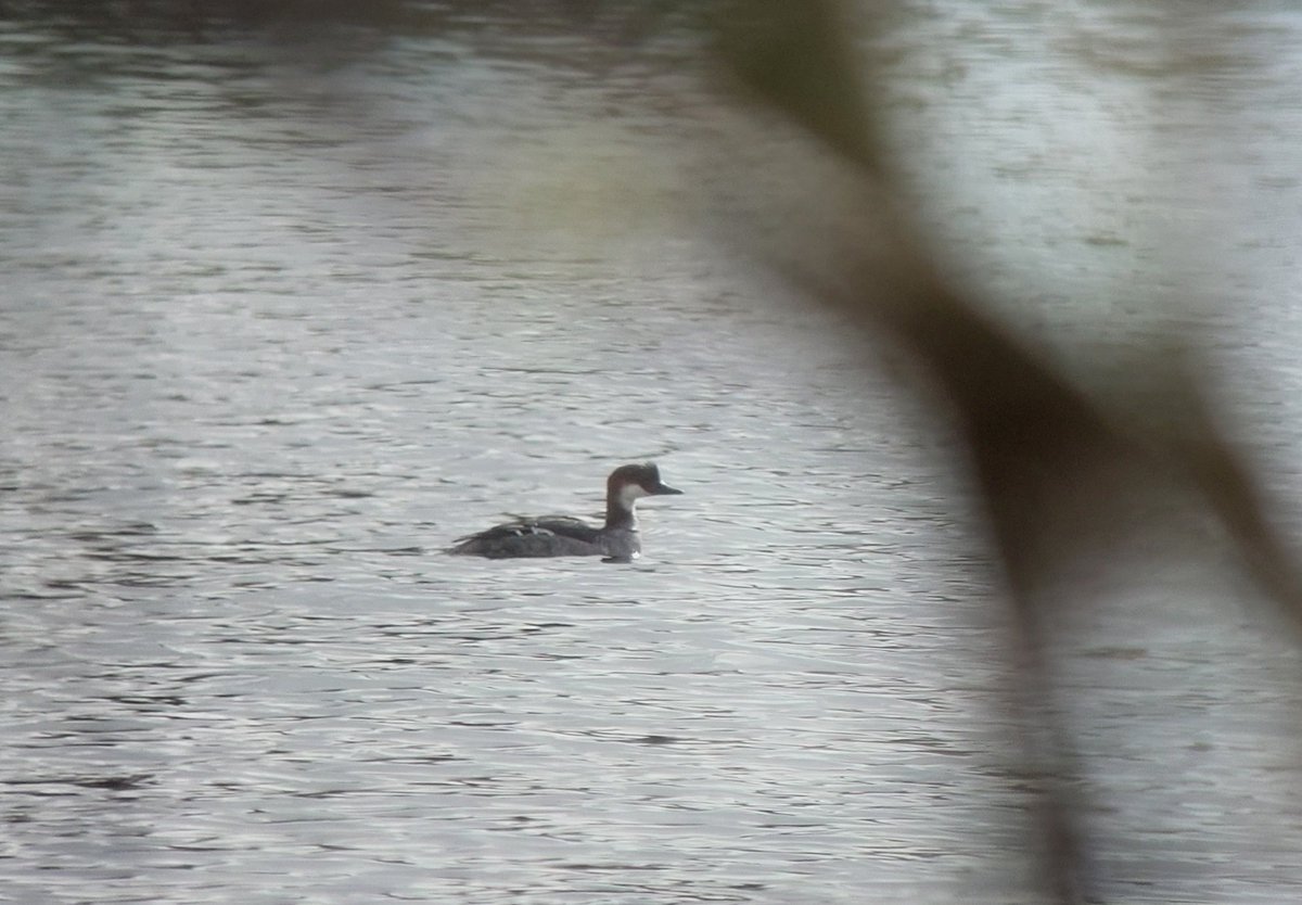 DJLbirding's tweet photo. Tough drizzly conditions for birding in South Lincs so far today, but the American Wigeon at RSPB Frampton and a redhead Smew in the Langtoft area are my highlights. #rbnLIN https://t.co/t2rIQ7MWc9