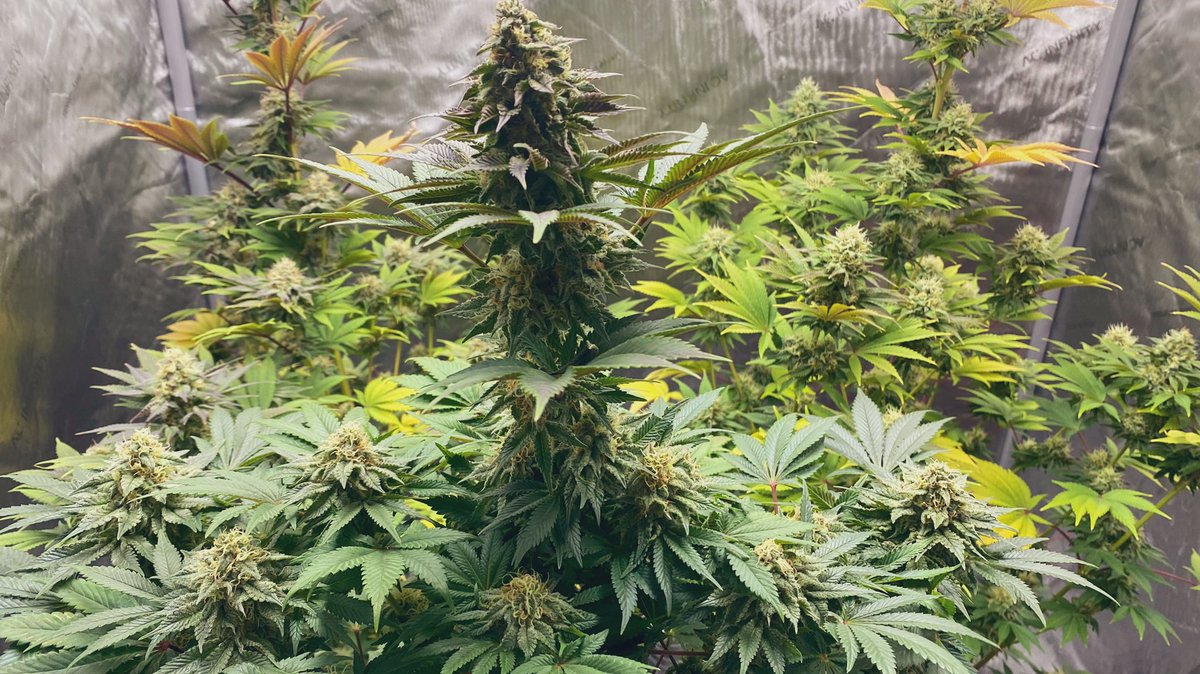 Emerald Zoo LLC tweet media