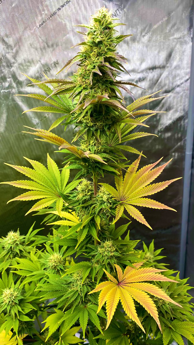 Emerald Zoo LLC tweet media