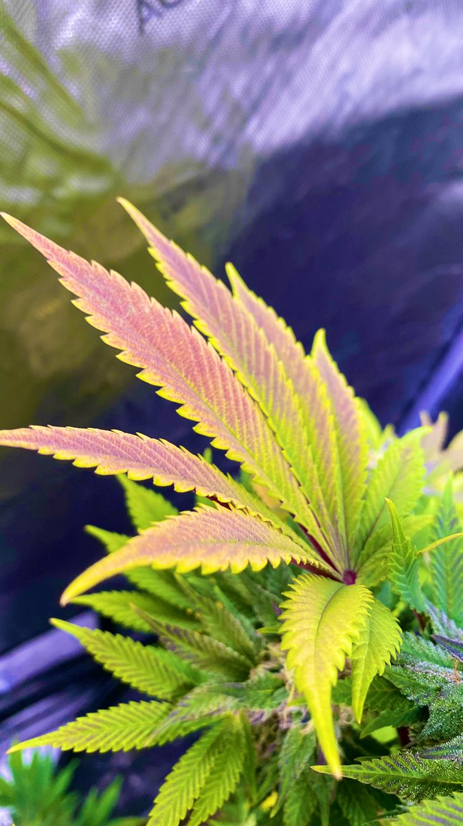 Emerald Zoo LLC tweet media