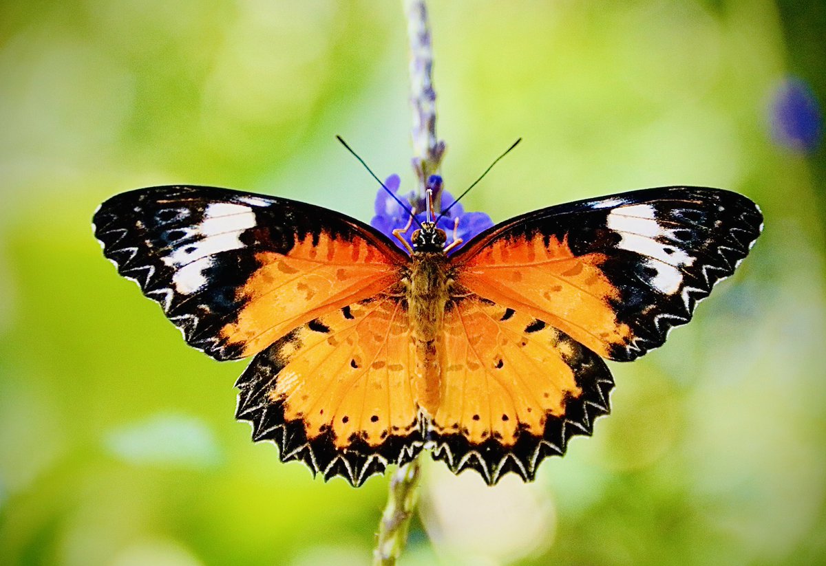alabamaED's tweet photo. Malay lacewing. Found in Burma to Indonesia & Philippines. Bright orange red above w/t broad black borders, warning predators of their toxicity. Lower side is orange red with white fasciae & spotted w/t black. Scalloped wings #ButterflyTeaser #nature #insects #butterfly https://t.co/shYvUt0KOC