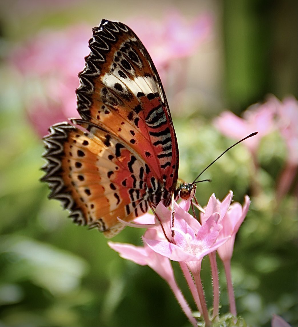 alabamaED's tweet photo. Malay lacewing. Found in Burma to Indonesia & Philippines. Bright orange red above w/t broad black borders, warning predators of their toxicity. Lower side is orange red with white fasciae & spotted w/t black. Scalloped wings #ButterflyTeaser #nature #insects #butterfly https://t.co/shYvUt0KOC